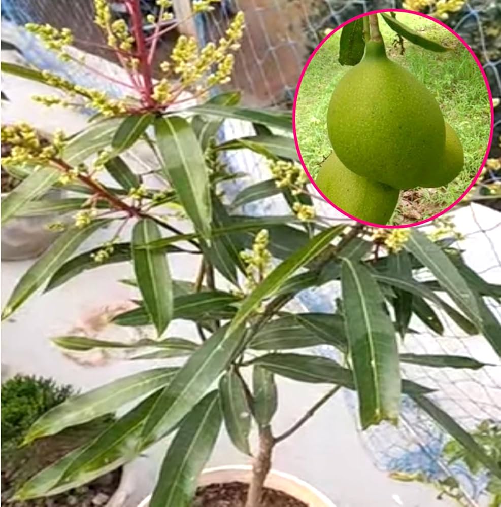Puspita Nursery Suvarnarekha Mango Plant - Image 4