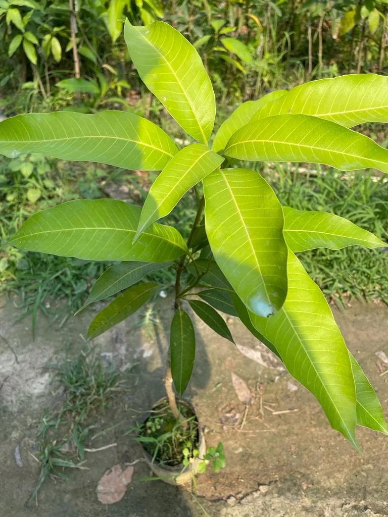 Puspita Nursery Totapuri Mango Plant - Image 5