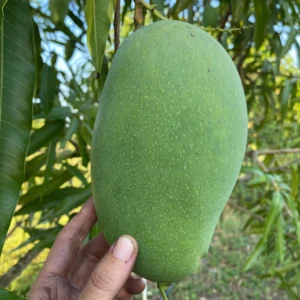 Puspita Nursery Rajapuri Mango Tree(Grafted)