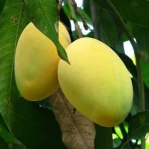 Puspita Nursery Dashari (Dussehri) Mango Plant