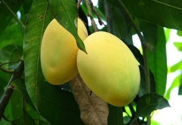 Puspita Nursery Dashari (Dussehri) Mango Plant