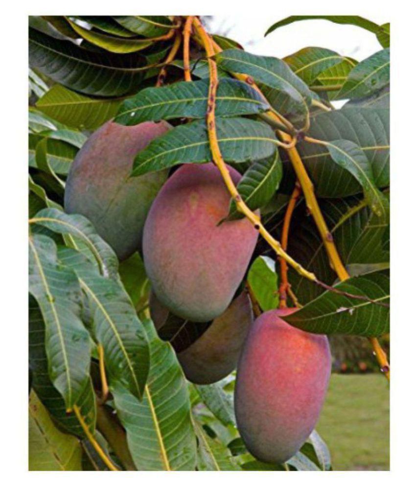 Puspita Nursery Rare Arunika Mango Blue Mango Plant - Image 6