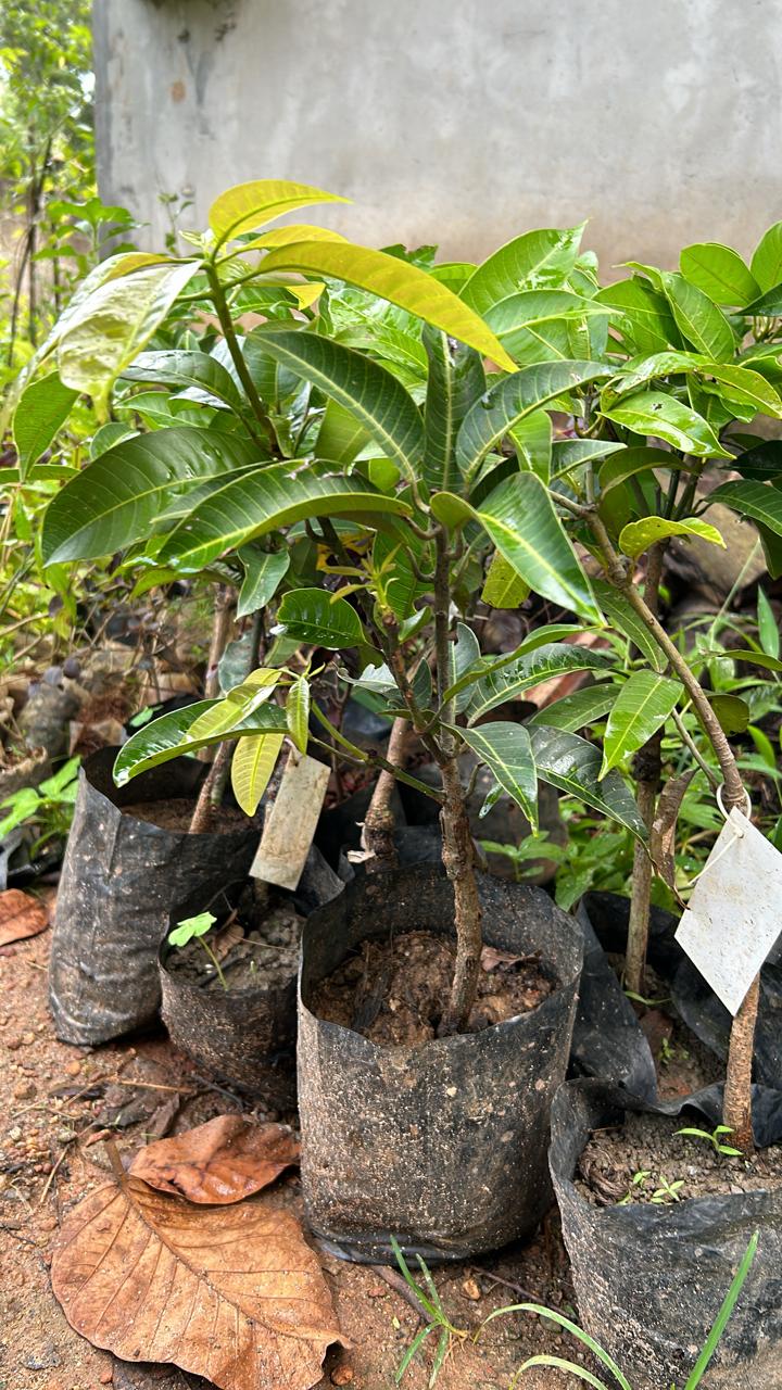 Thailand All Season Mango Grafted Live Plant - Image 2