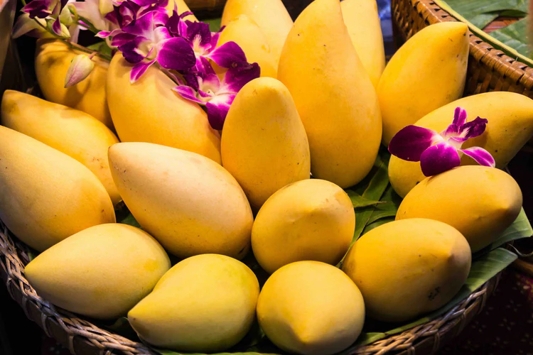 Thailand All Season Mango Grafted Live Plant - Image 4