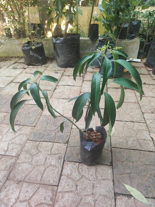 Ratnagiri Alphonso Mango Tree (Grafted) - Image 5