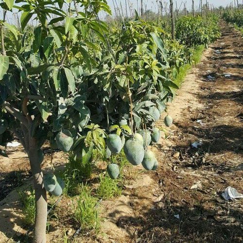 Alphonso (Hapus) Mango Grafted Live Plant - Image 3
