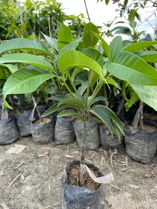 Puspita Nursery Thai Mango Plant Produce 3 Times Fruit - Image 3