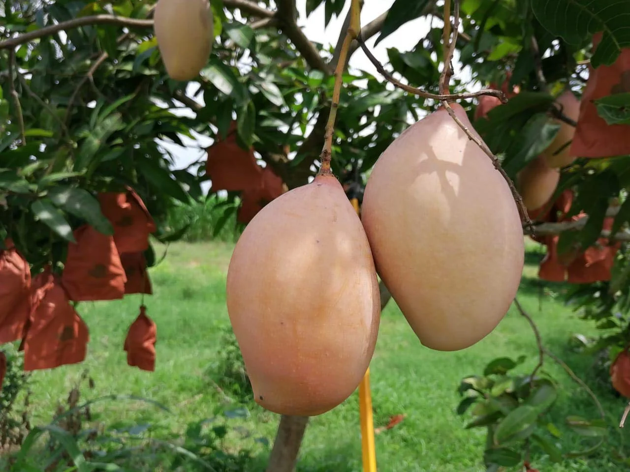 Puspita Nursery Totapuri Mango Plant - Image 4