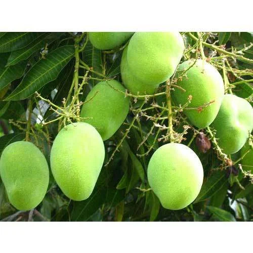 Puspita Nursery Dashari (Dussehri) Mango Plant - Image 4