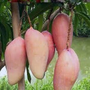 Puspita Nursery Red Ivory Mango Plant
