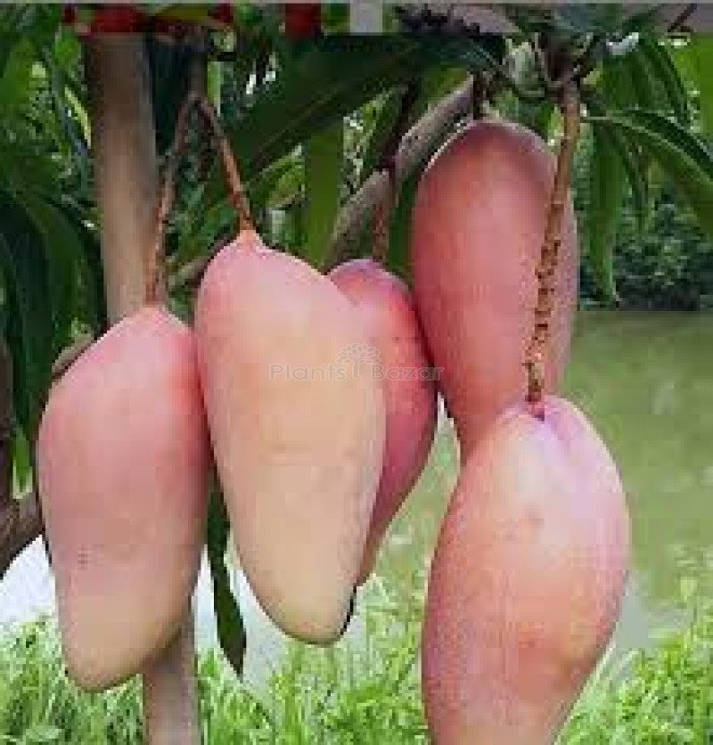 Puspita Nursery Chiang Mai Mango Plant