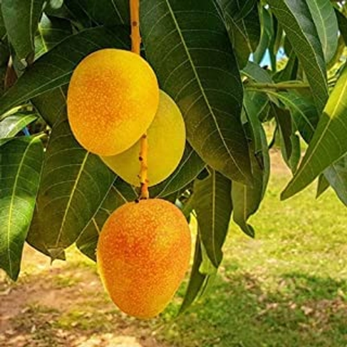 Puspita Nursery Rani Pasand Mango Plant (Grafted) - Image 2
