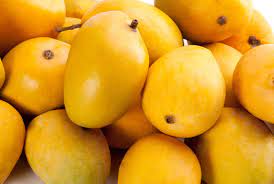 Ratnagiri Alphonso Mango Tree (Grafted) - Image 4