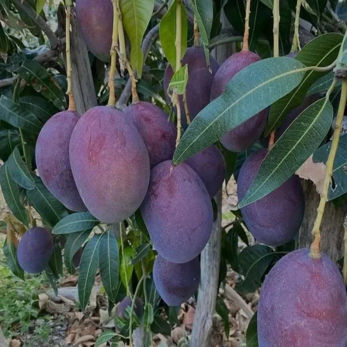 Puspita Nursery Rare Arunika Mango Blue Mango Plant