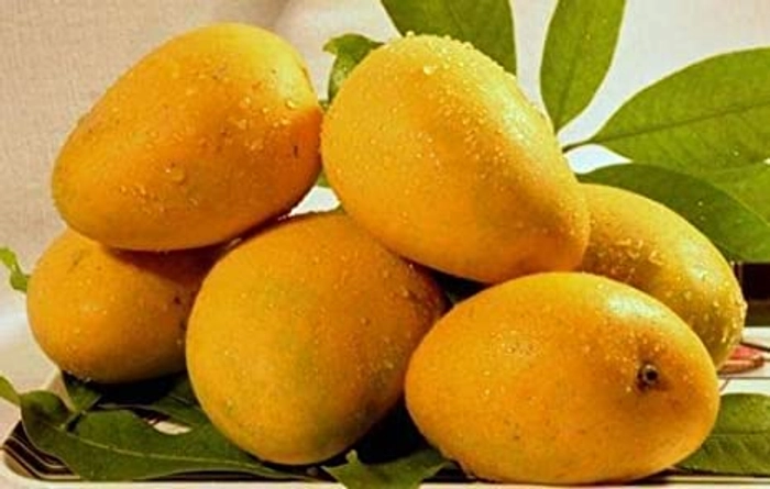 Puspita Nursery Rani Pasand Mango Plant (Grafted)