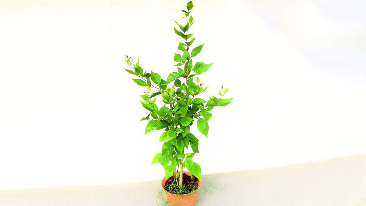 Bel Tree Bilva Patra Bel Patra Grafted Plant - Image 3