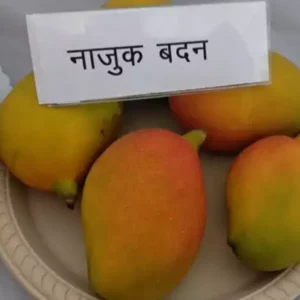 Puspita Nursery Husnara or Najuk Badan Mango Plant