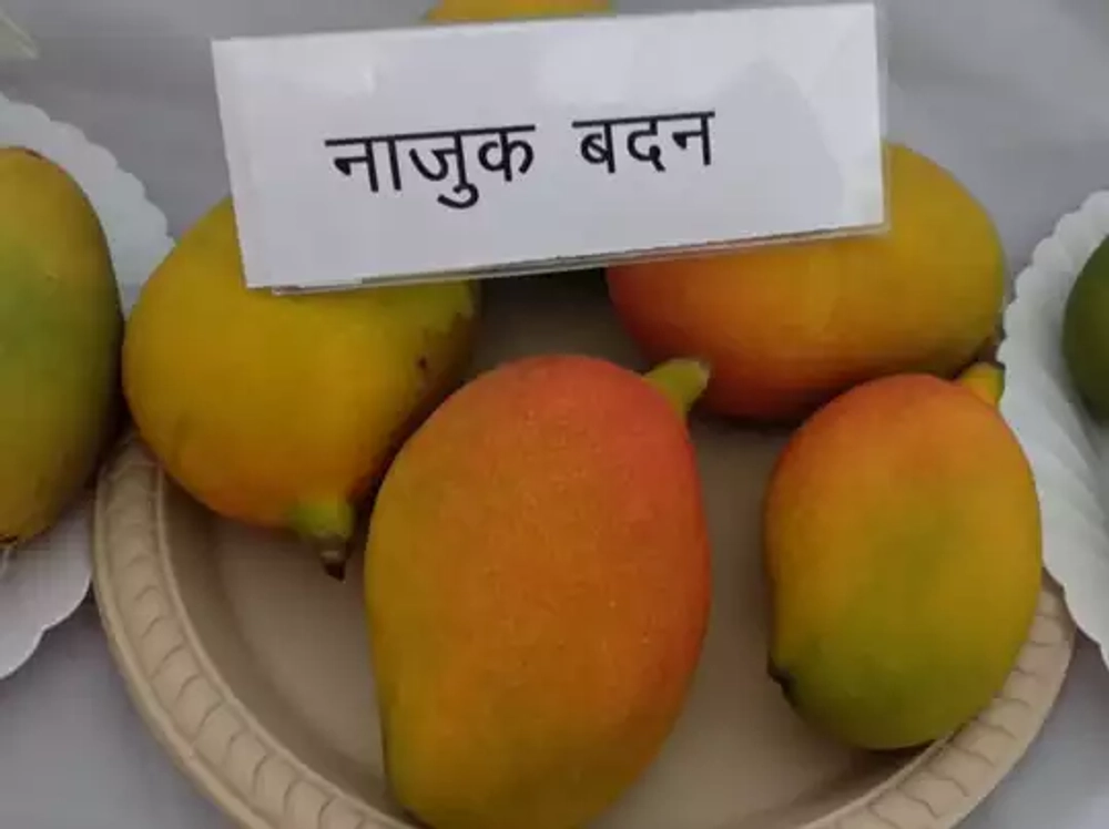 Puspita Nursery Husnara or Najuk Badan Mango Plant