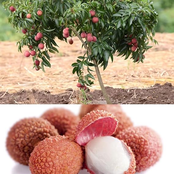 Puspita Nursery "All Time Thai Lychee Plant – Lush Greenery with Exquisite, Juicy Lychee Fruits" - Image 2