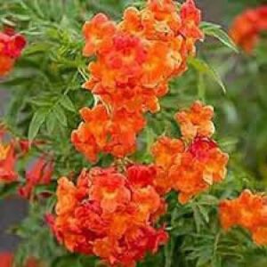 Tecoma (Shurb, Red) - Plant