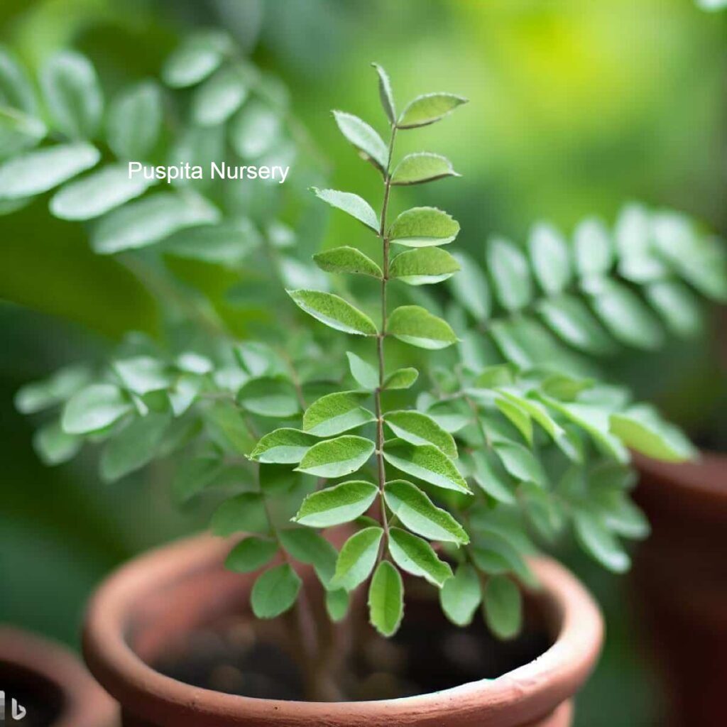 PUSPITA NURSERY CURRY LEAVES PLANT