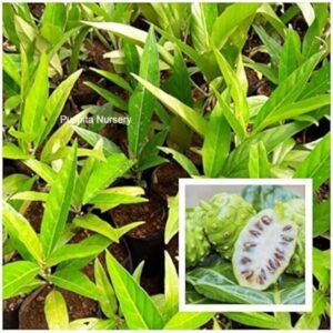 Nema Noni Fruit Plant