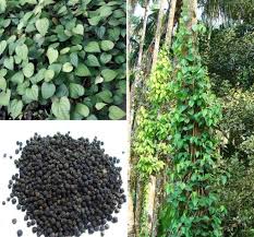 Thai Black Pepper Plant