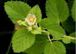 Puspita Nursery Swet Berala Healthy Plant