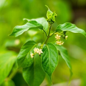 Puspita Nursery Gurmar Live Plant