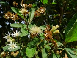 Vernonia amygdalina , Bitter leaf Live Plant