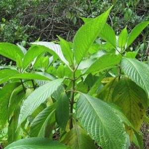 Basak,Malabar Nut Herbal Plant By Puspita Nursery