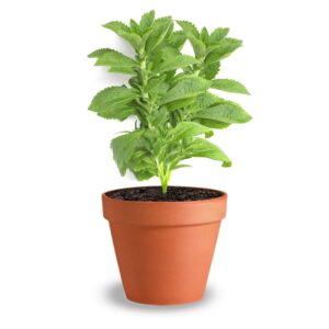 Puspita Nursery Ashwagandha Plant with pot