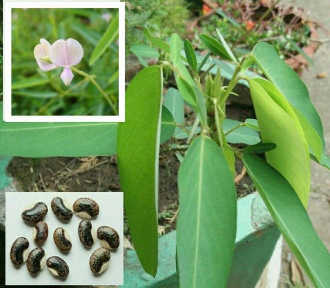 Puspita Nursery Telegraph Plant, Codariocalyx motorius
