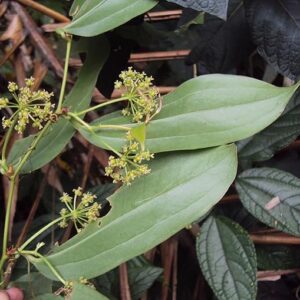 Puspita Nursery Organic Smilax zeylanica (kumari lota) Plant