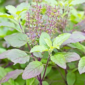 Puspita Nursery Radha Tulsi (Radha Basil) Live Plant