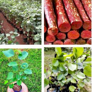 Puspita Nursery Original  Lal Chandan Tree Live Healthy Plant pack of 1 for Home Garden