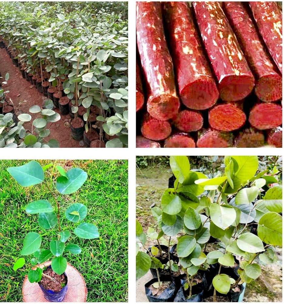 Puspita Nursery Original Lal Chandan Tree Live Healthy Plant pack of 1 for Home Garden