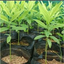 Puspita Nursery Original White Chandan Tree Live Healthy Plant pack of 1