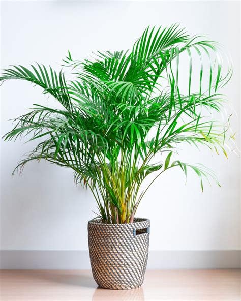 Areca Palm (Small) - Plant