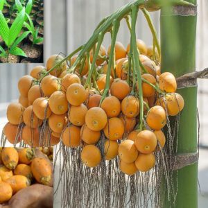 Betel Nut Dwarf Plant