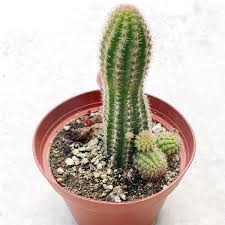 Echinopsis Species - Cactus Plant