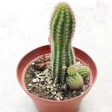 Echinopsis Species - Cactus Plant