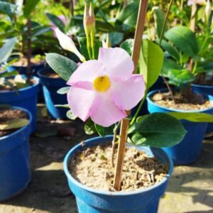 Allamanda flower light pink plants
