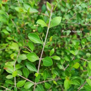 Puspita Nursery Mehandi Plant