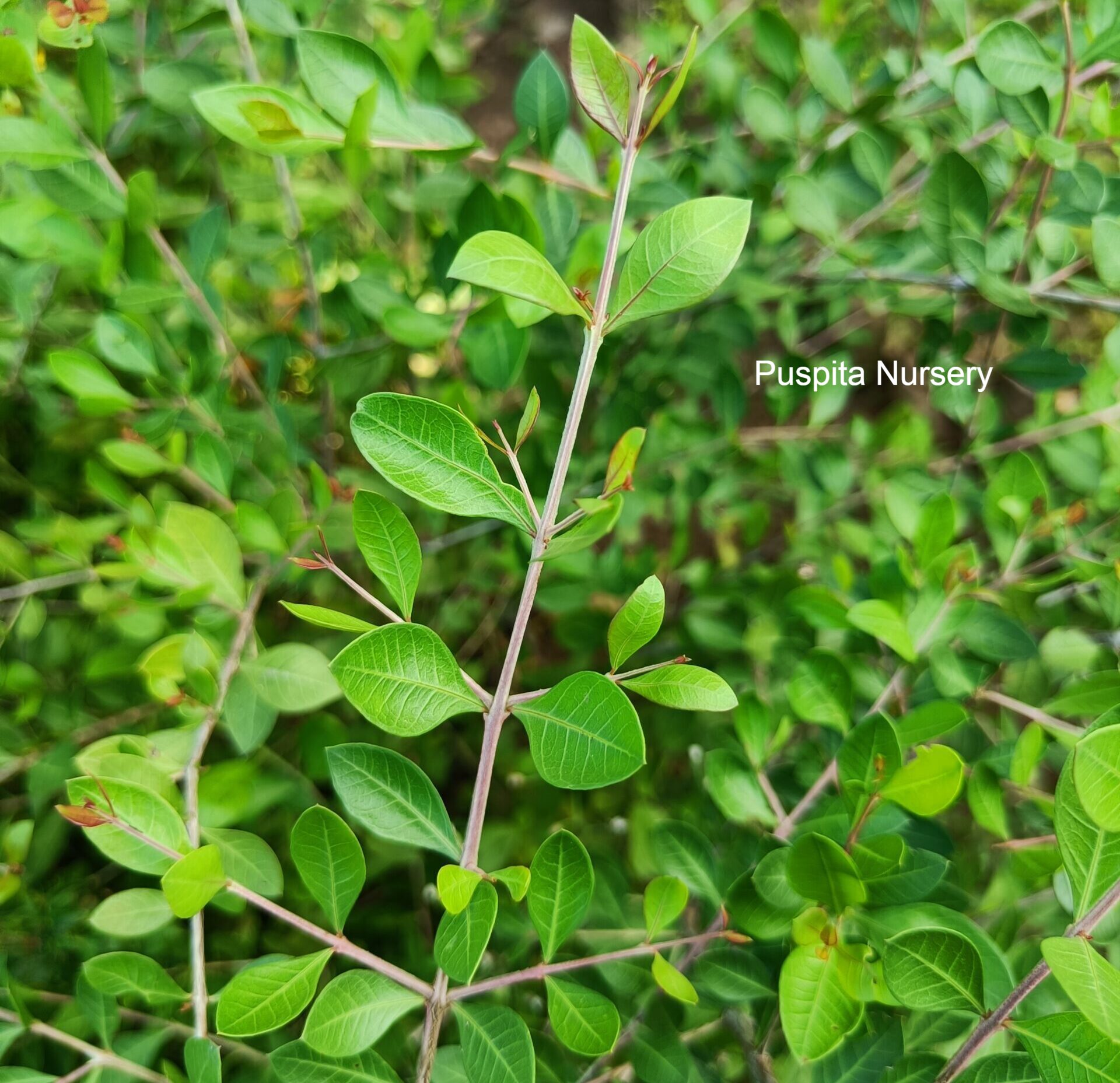 Puspita Nursery Mehandi Plant