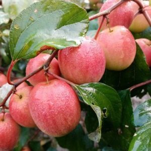 Grafting All Time Red Apple Ber- fruit Plants