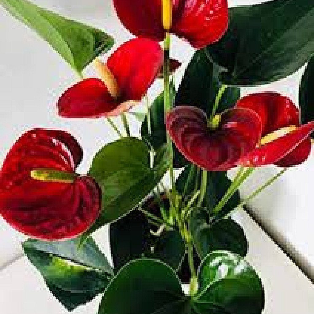 Anthurium (Red) - Plant - Image 2