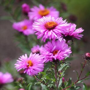 Aster (Pink) - Plant