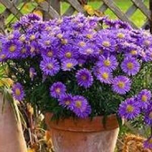 Aster (Violet) - Plant