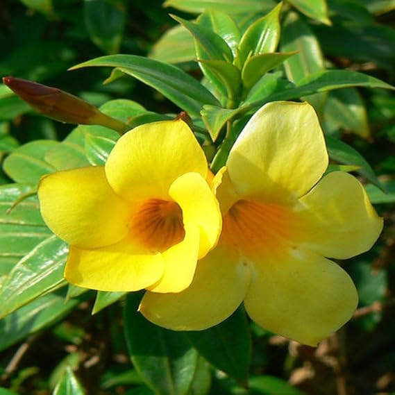 Bush Allamanda, Allamanda Cathartica (Yellow) - Plant